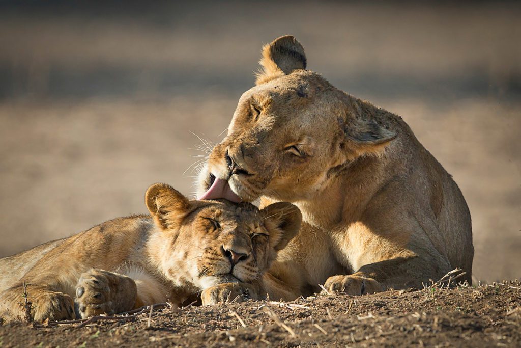 A lioness grooming her cub at Chobe National Park
