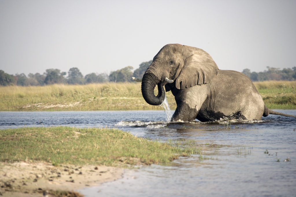 Elephant drinking in river on a safari tour in Botswana