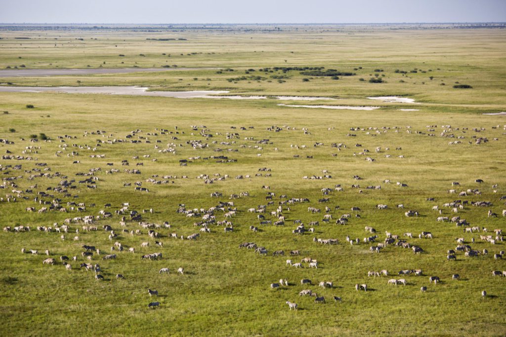 San Camp Zebra Migration, Makgadikgadi, Botswana