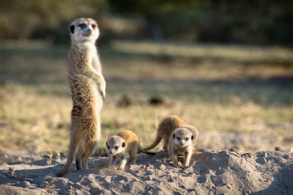 Meerkat family on the edge of Ntwetwe Pan in Botswana.