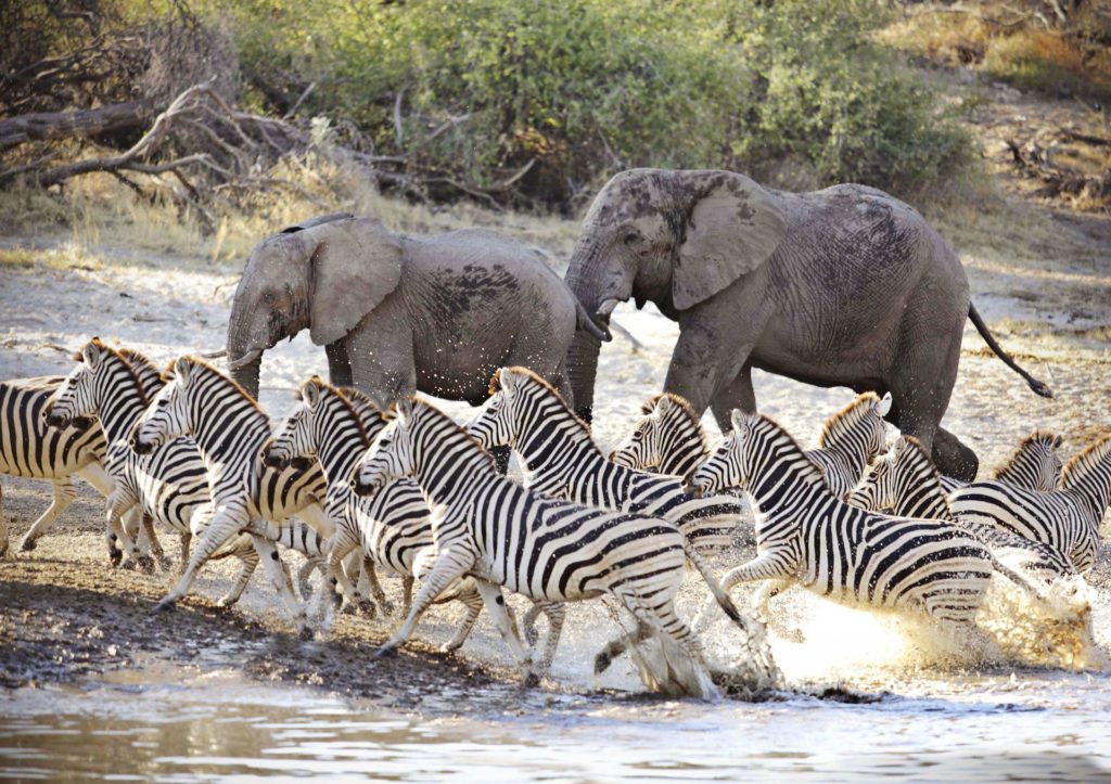 Meno a Kwena, Botswana's zebra migration in Makgadikgadi