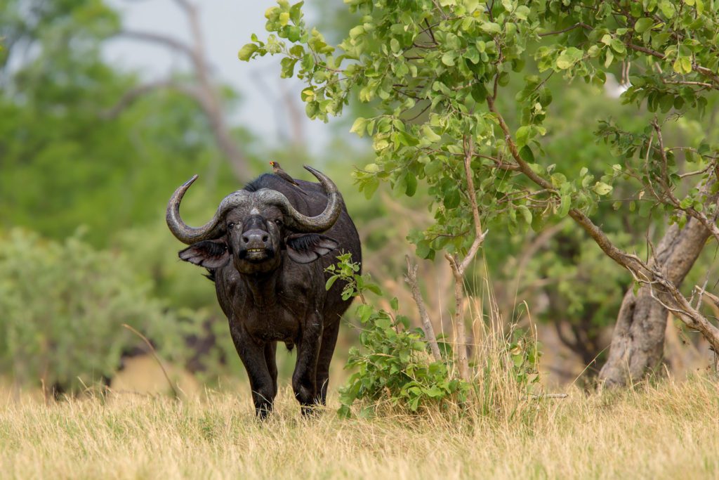 Buffalo on an African safari tour of Okavango Delta in Botswana