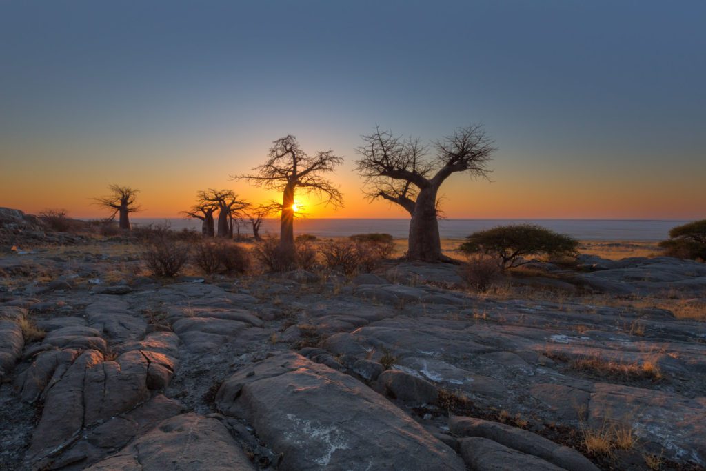 Baobab trees at sunrise in Botswana