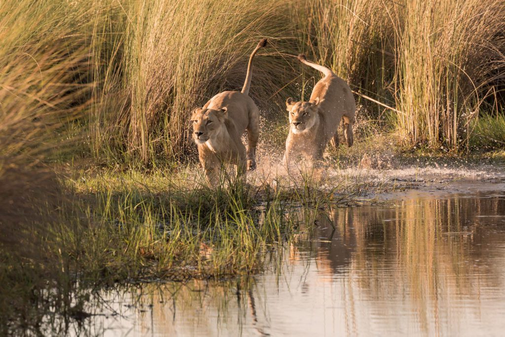 Lions in the Okavango Delta on a African safari tour