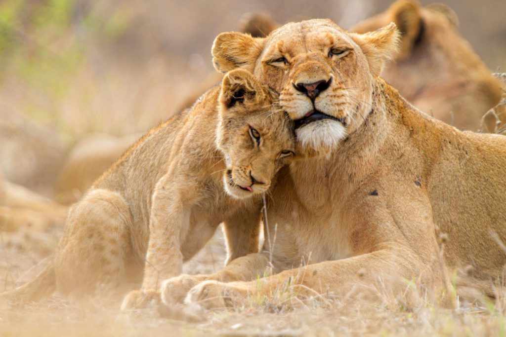 Lion family on safari in Botswana
