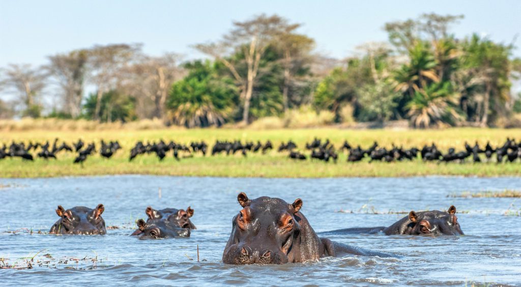 Hippopotamus in the water in the Okavango Delta, Botswana