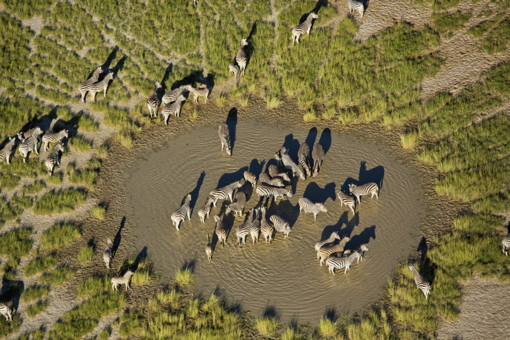 Zebra Migration at Makgadikgadi Salt Pans in Botswana