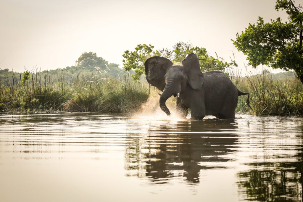 African elephant standing in water on an African safari in Okavango Delta in Botswana