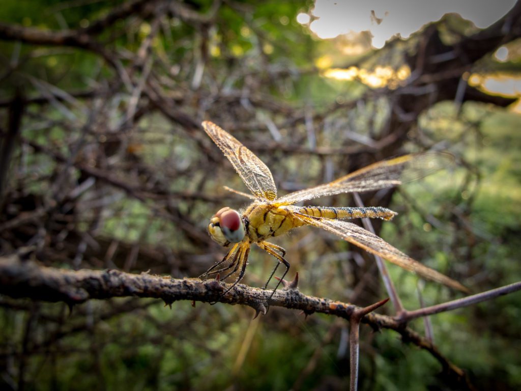 Dewdrops on a dragonfly in the Okavango Delta in Botswana