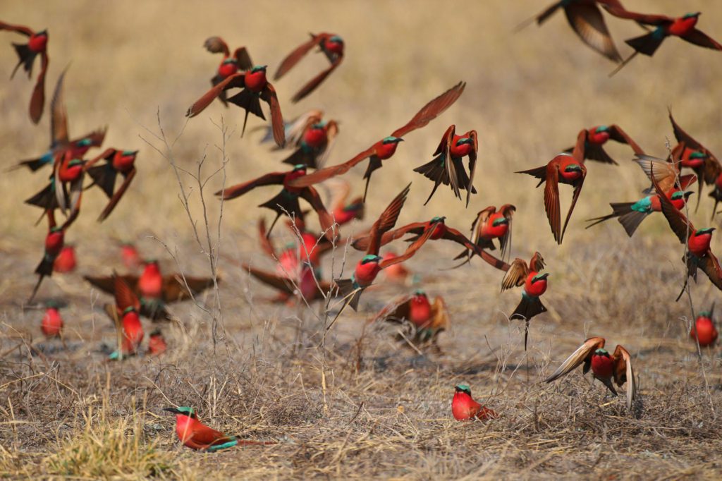 Carmine Bee-Eaters in the Linyanti area of Chobe National Park