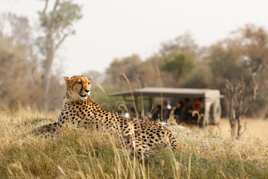Animal cheetah wildlife safari drive in Botswana
