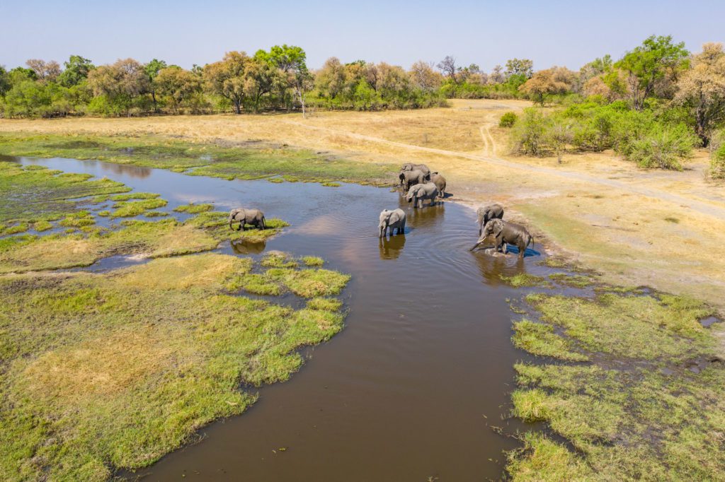 Aerial view of elephants, Okavango Delta, Botswana