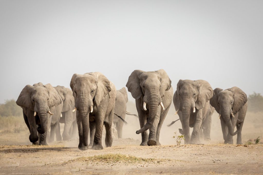 Large elephant herd walking in Savuti in the Chobe National Park