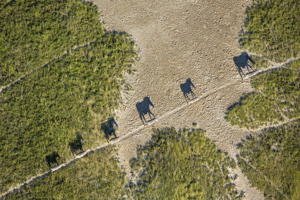 San Camp Zebra Migration in Makgadikgadi, Botswana