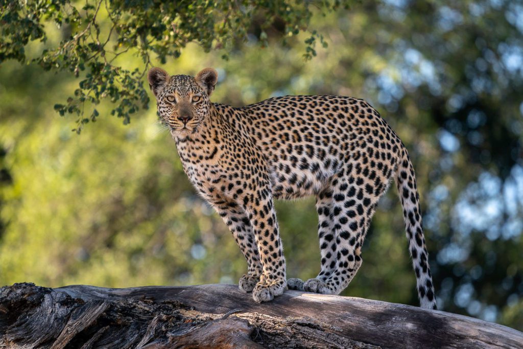 Leopard on safari in Botswana