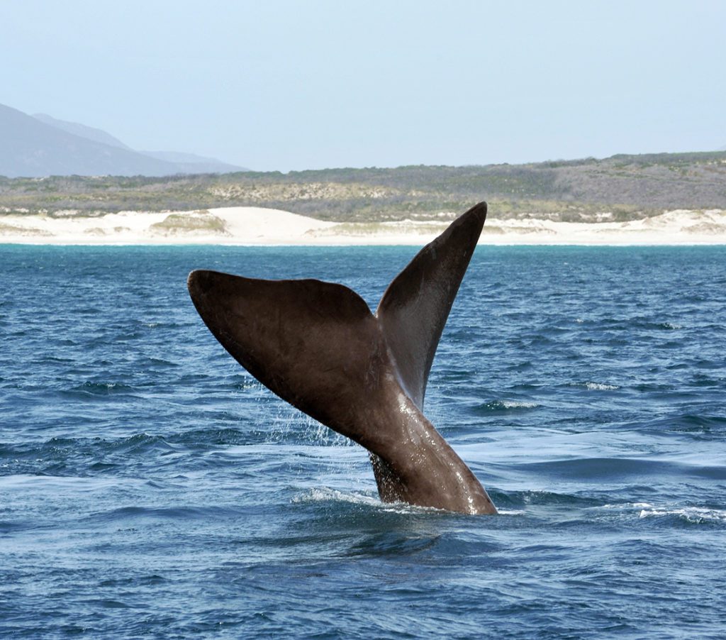 Whale watching in Cape Town, South Africa