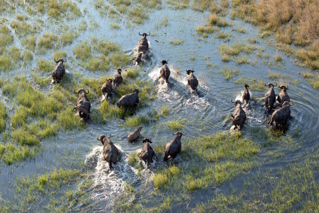Buffalo herd in the Okavango Delta, Botswana