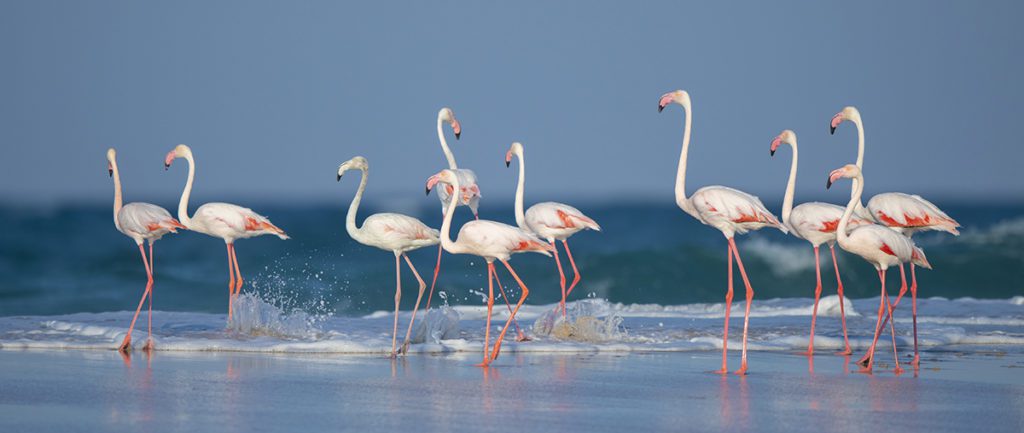 Greater flamingos, Bazaruto Archipelago Mozambique