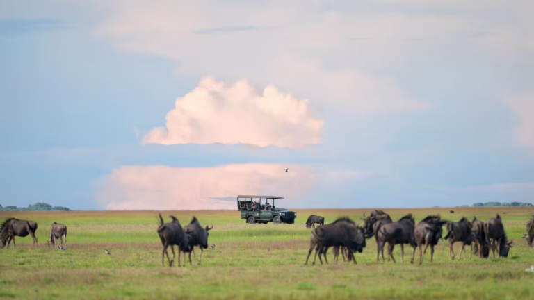 Zambia’s Wildebeest Migration Safari