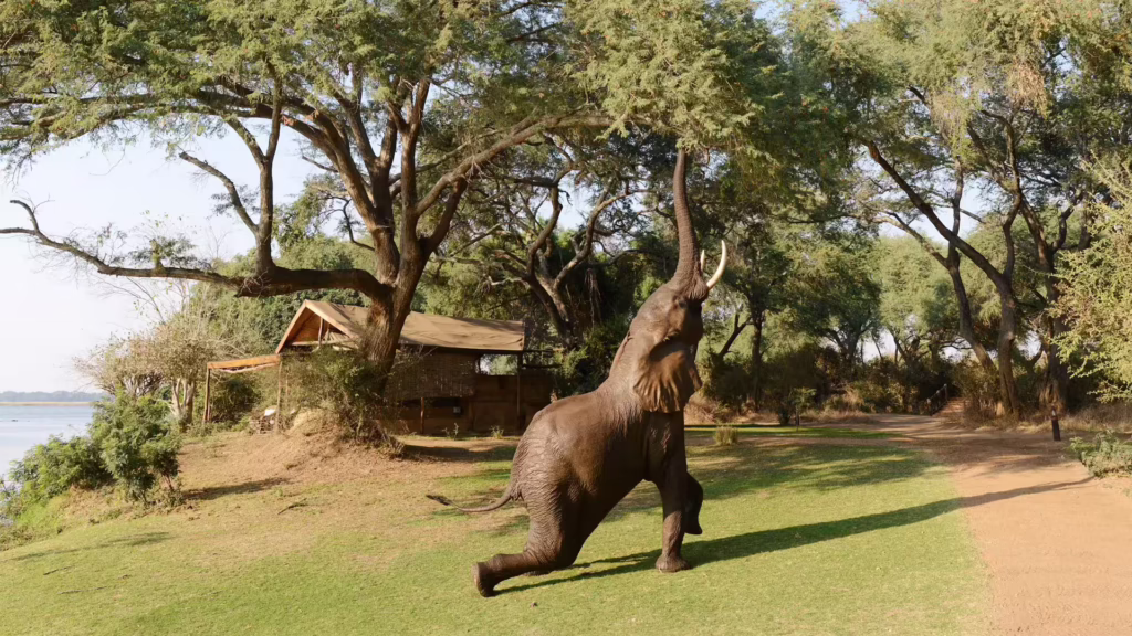 Chongwe