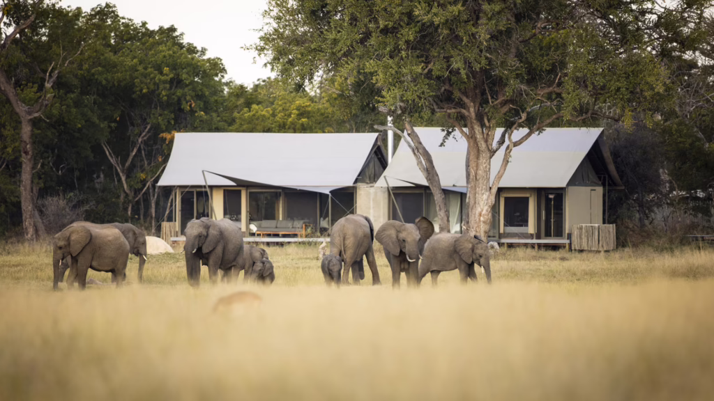 Linkwasha Camp