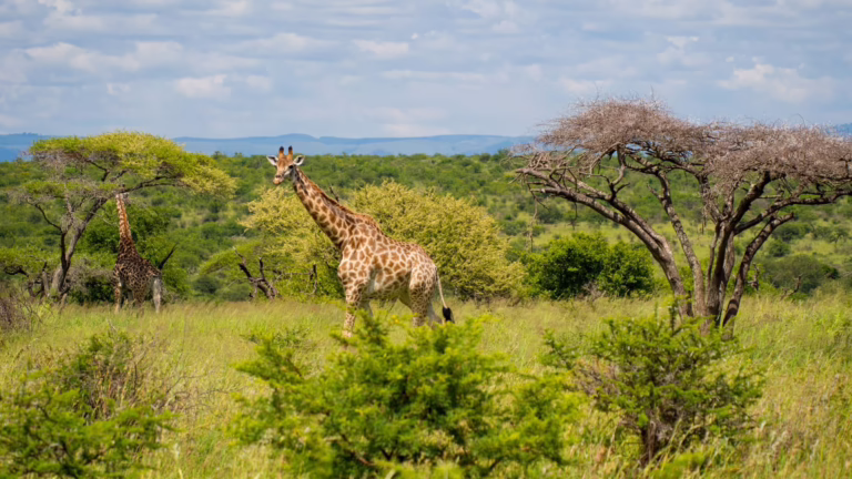 Luxury South Africa Malaria-Free Safari