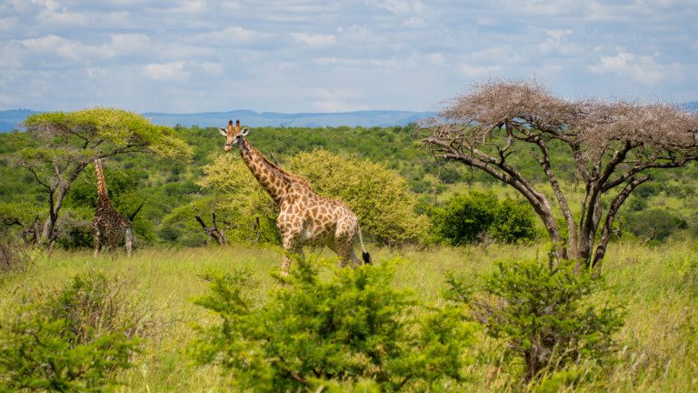 Malaria free safari South Africa