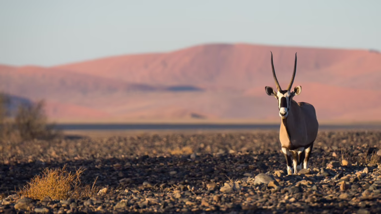 A Safari Through Namibia’s Iconic Landscapes
