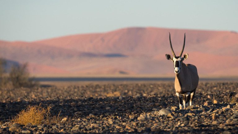 Ultimate Namibia safari