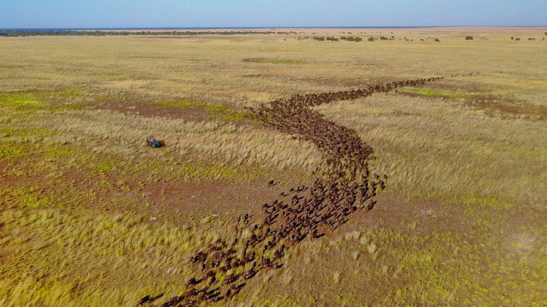 Wildebeest migration Zambia