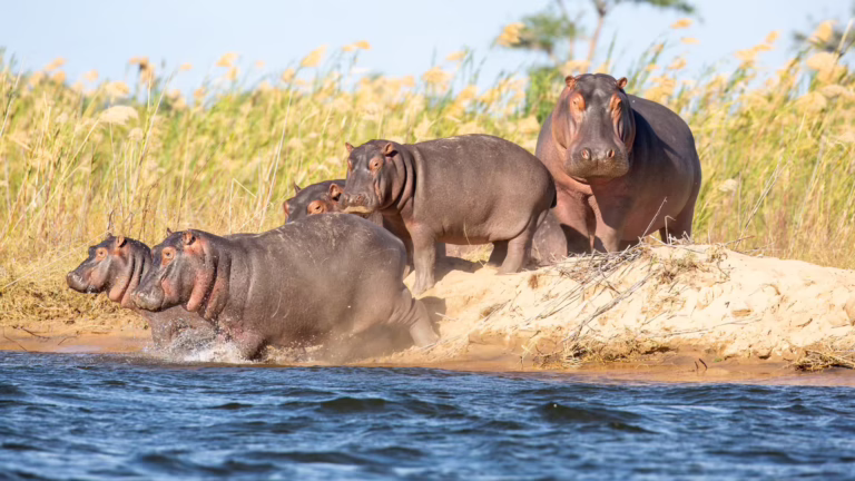 Highlights Of Zambia Safari