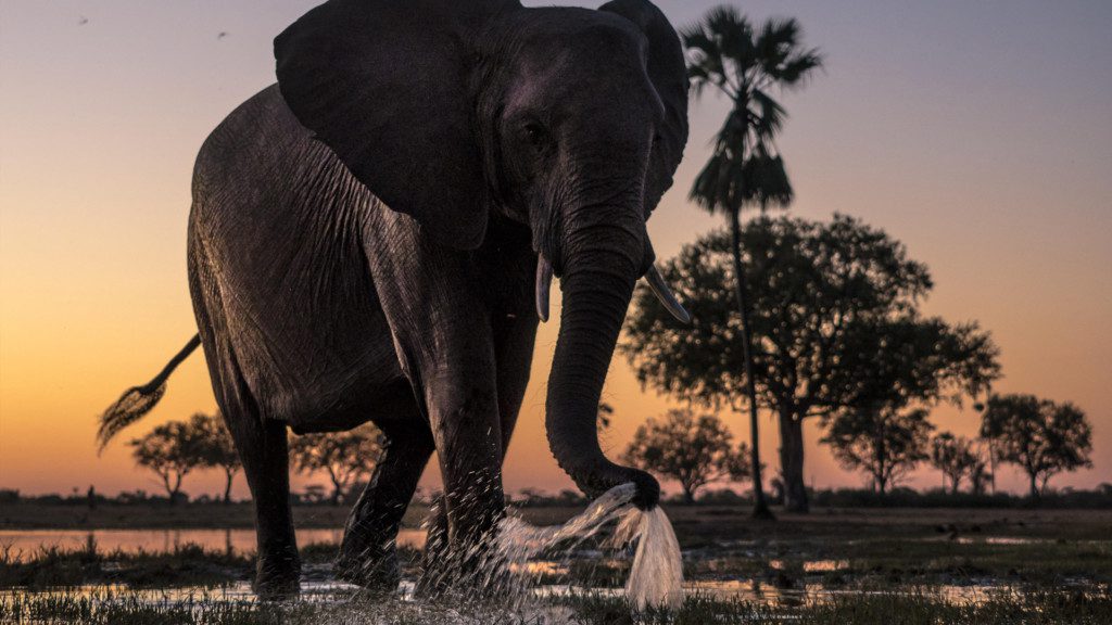 Elephant playing with ware at sunset in Hwange National Park in Zimbabwe