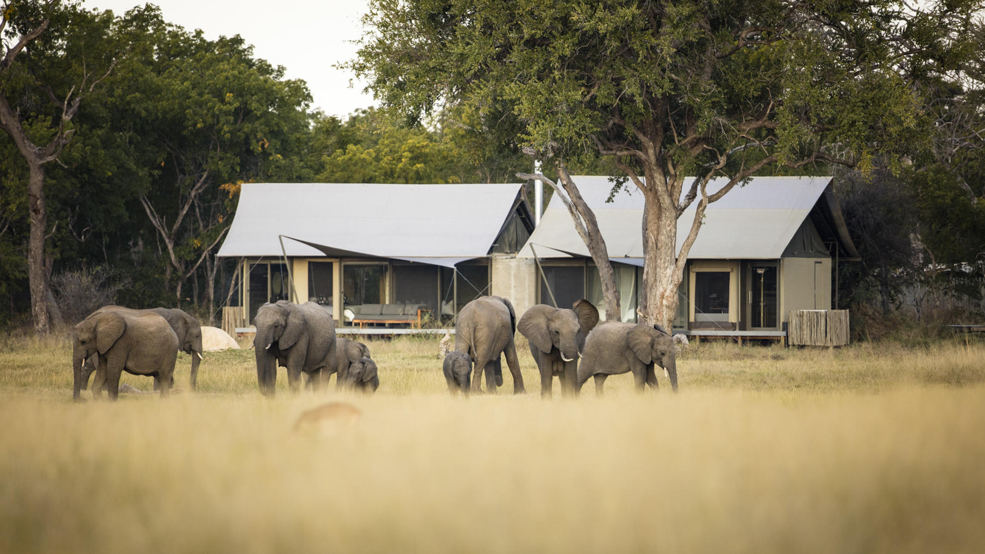 Linkwasha Camp - Hwange, Zimbabwe - Hidden Africa