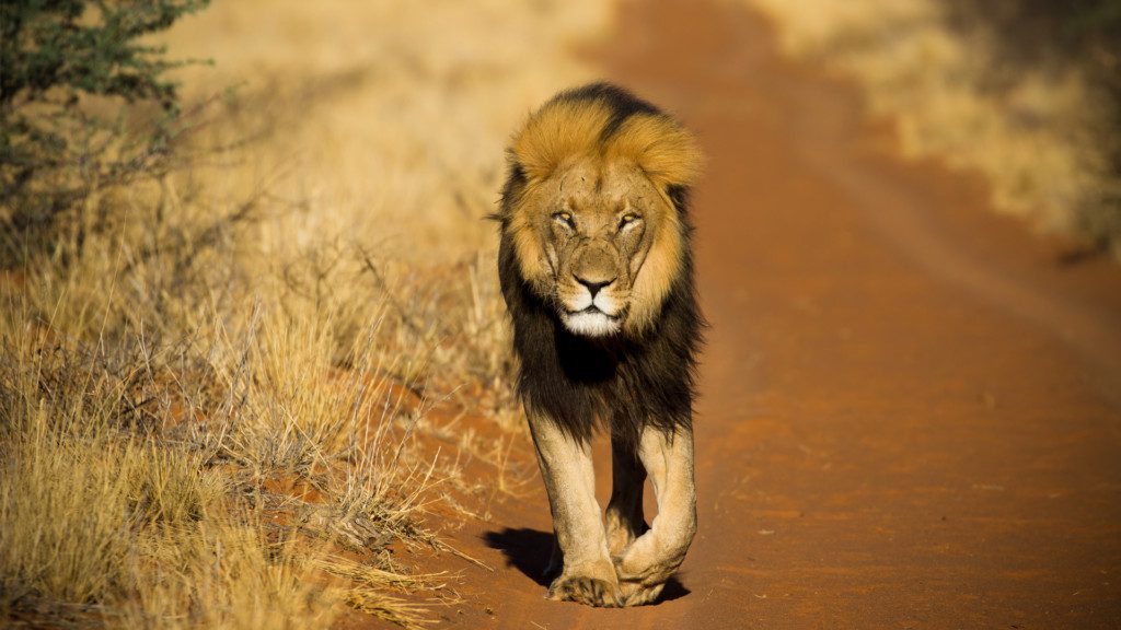 Magnificent Black maned lion walks along the red sand road of the Kalahari, Tswalu South Africa