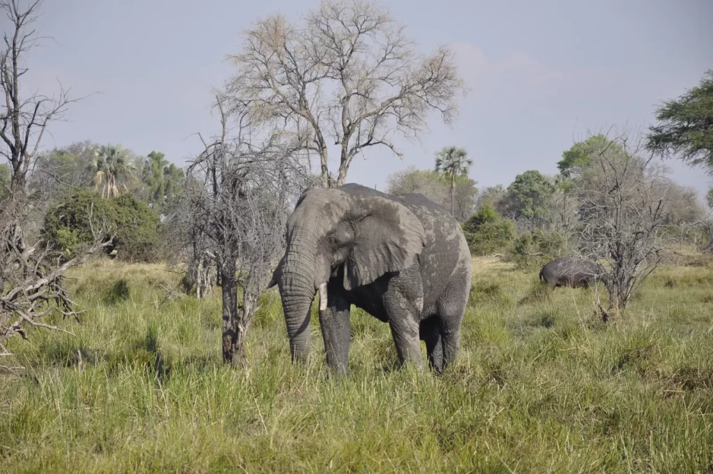 Okavango Delta elephant bull