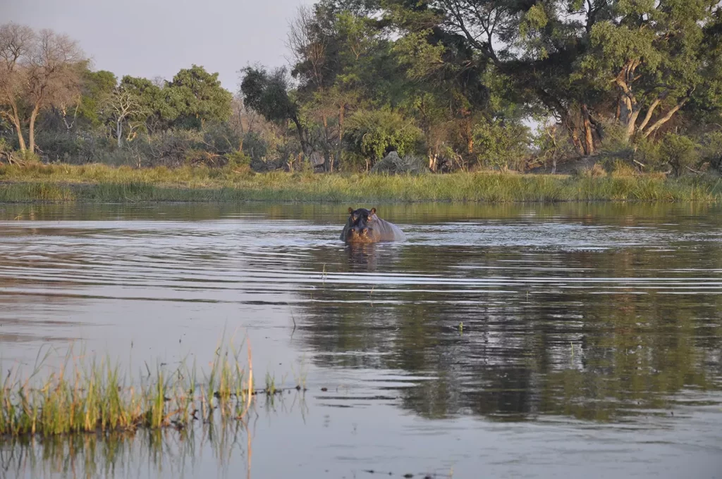 Wallowing hippo at Gomoti Plains, Okavango Delta, Botswana