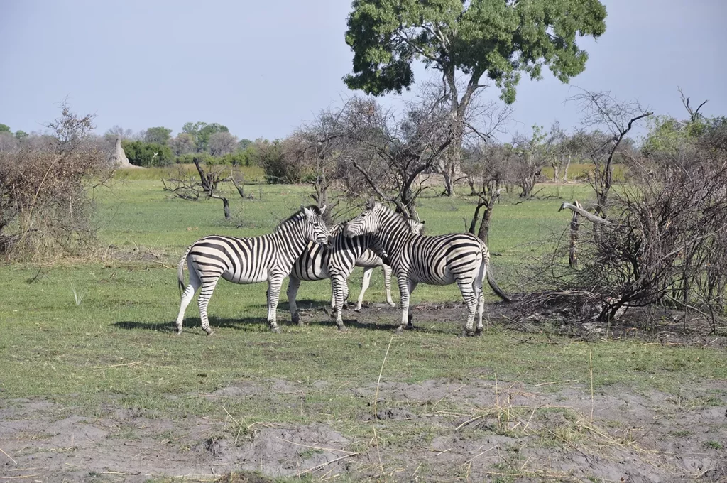 Zebra at Gomoti Plains, Okavango Delta, Botswana