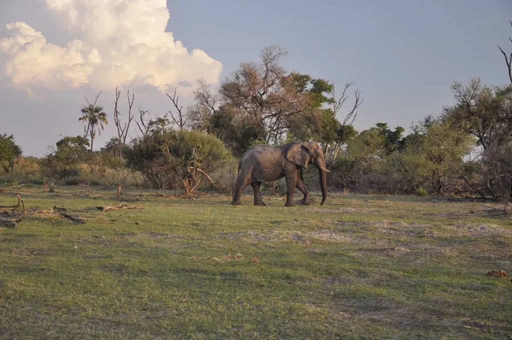 Lone elephant bull at Gomoti Plains, Okavango Delta, Botswana