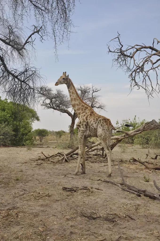 Lone giraffe at Gomoti Plains, Okavango Delta, Botswana