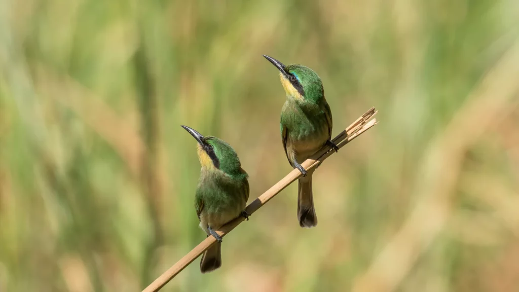 Little bee-eaters in Botswana's Okavango Delta