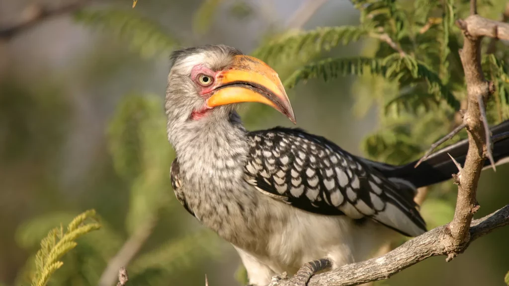 Southern Yellow-Billed Hornbill in a tree.