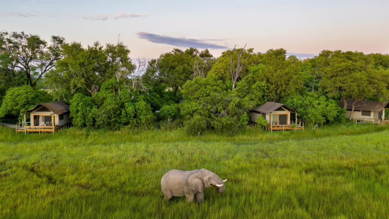 Experience the Wild Beauty of Botswana & Victoria Falls