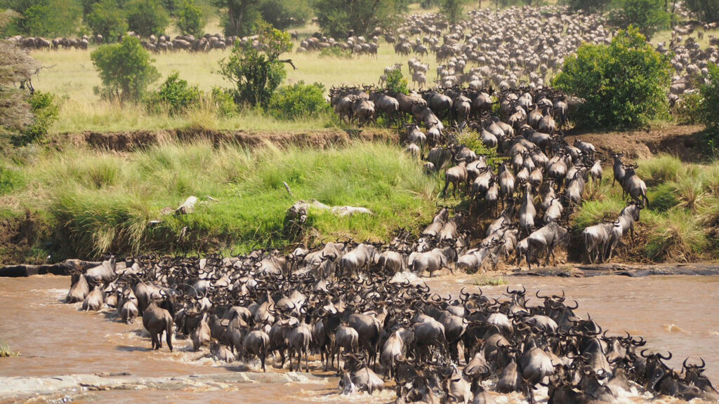 Wildebeest river crossing in Serengeti Tanzania