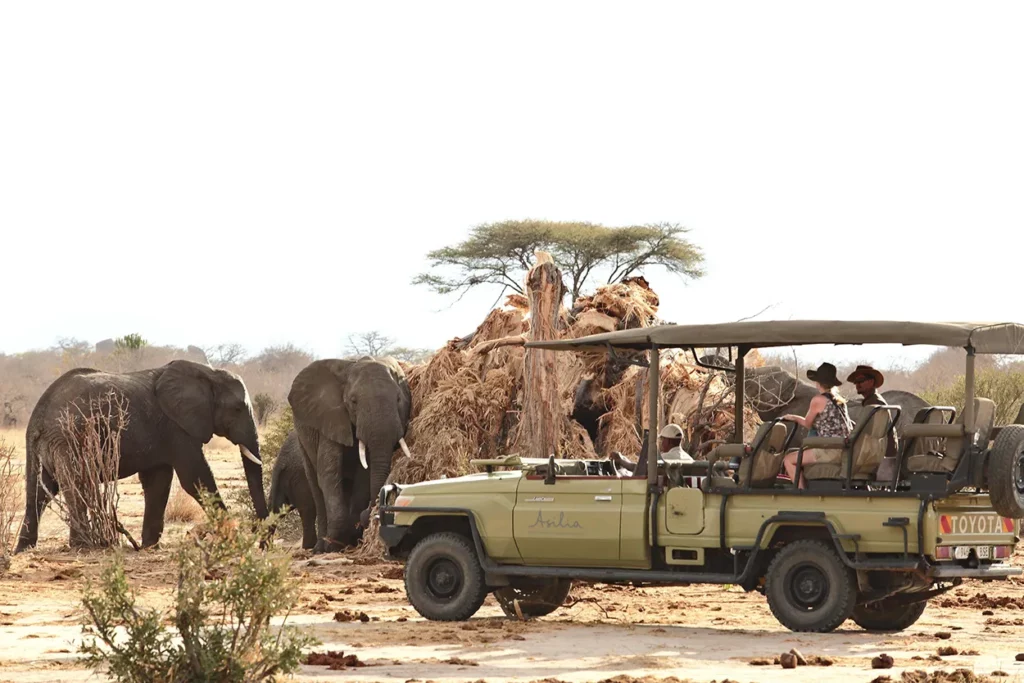 Game drive encounters two elephants rubbing up against a large termite mound in Ruaha National Park