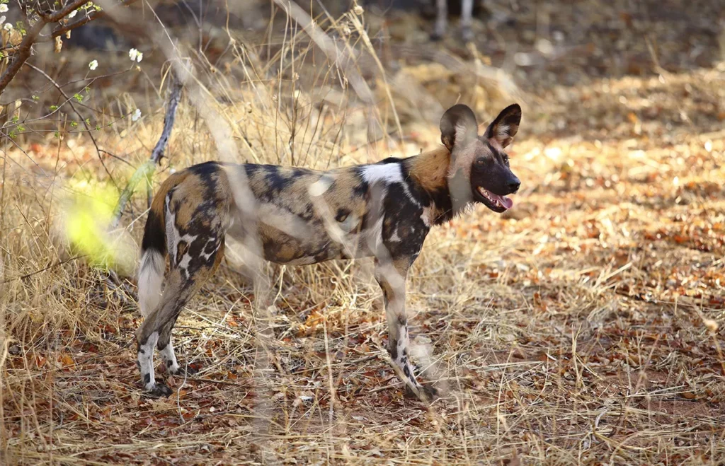 Wild dog in Ruaha National Park