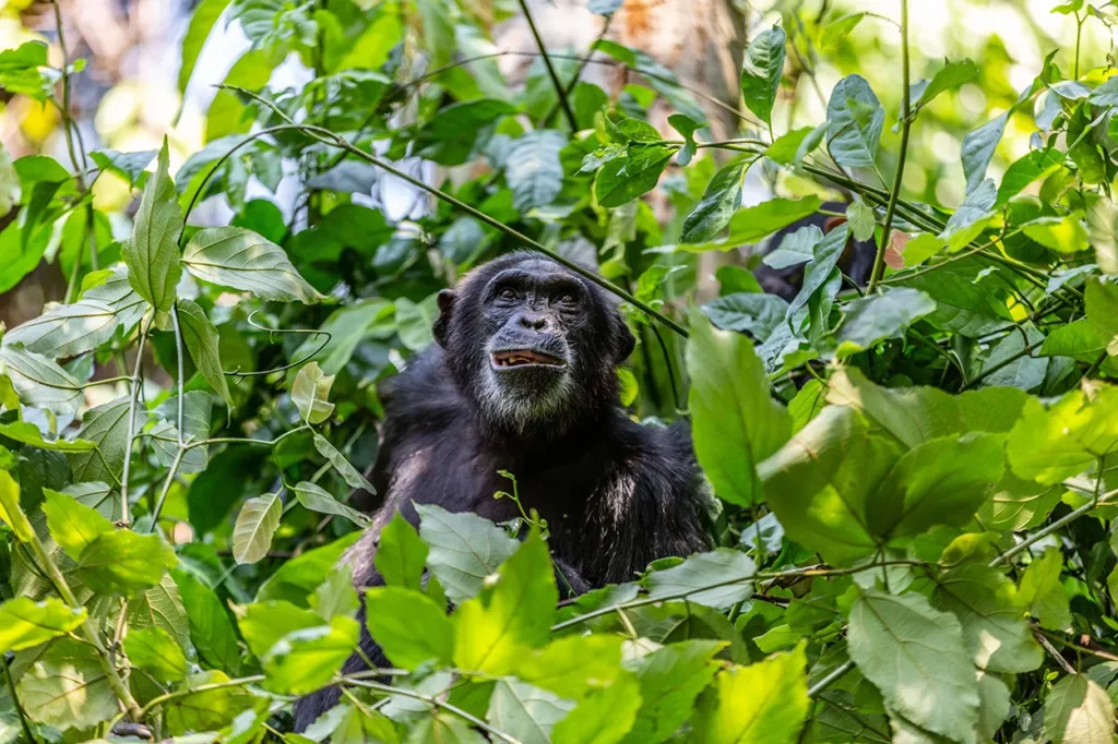 Chimpanzee in a tree at Mahale Mountains National Park