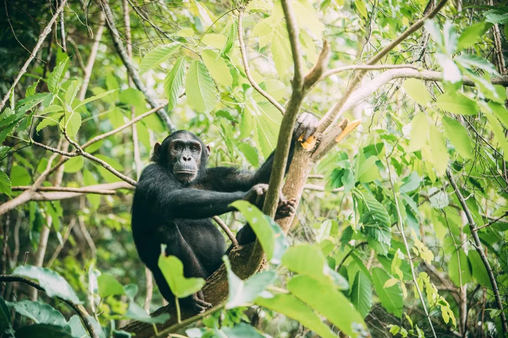 Chimpanzee at Mahale Mountains National Park