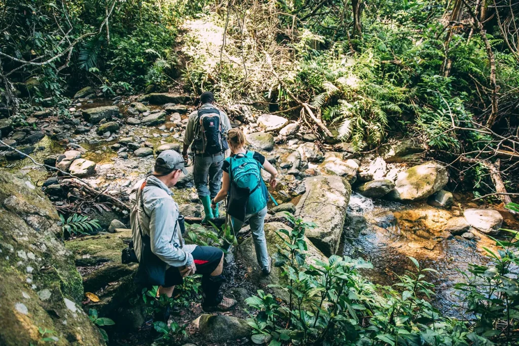 Guests trekking chimpanzee at Mahale