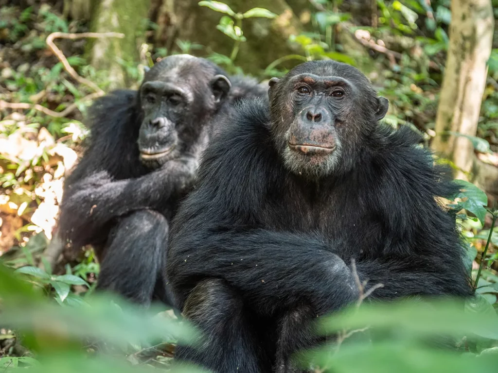 Close up of Chimpanzees at mahale