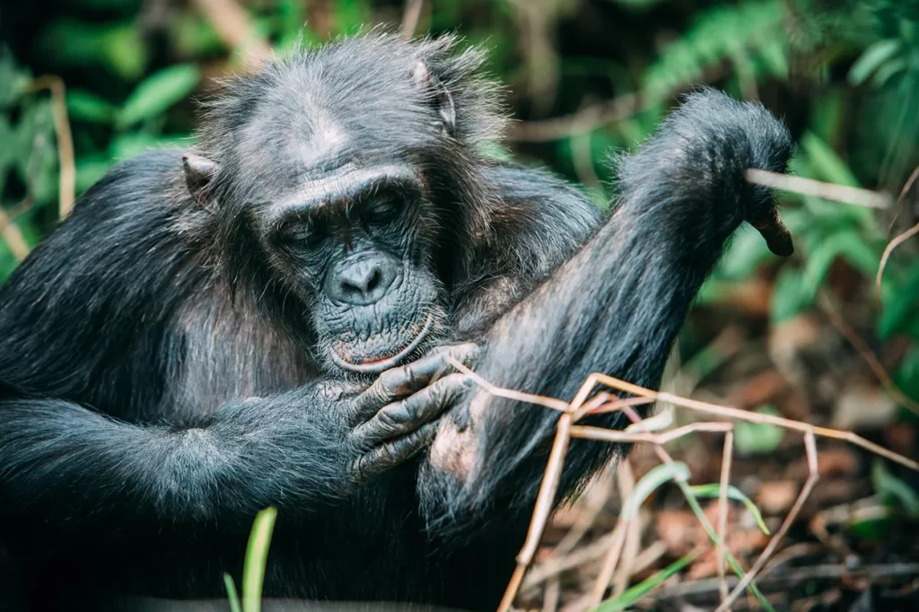 Close up of a chimpanzee at mahale Mountains